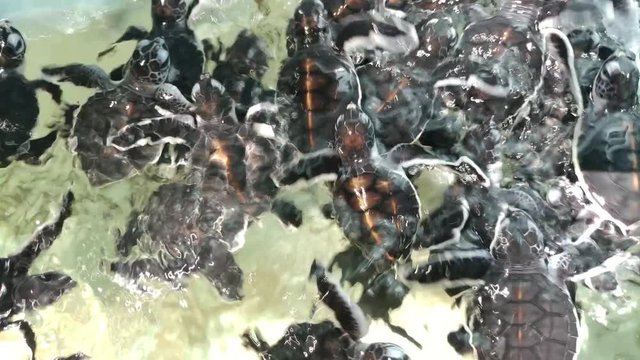 A group of endangered newborn baby black sea turtles swims in a conservation pond