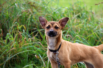 Kleiner Mischlingshund beim Spaziergang auf dem Land