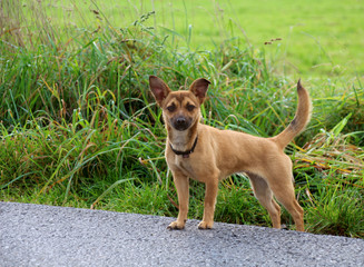 Kleiner süßer, brauner Hund vor einem Feld