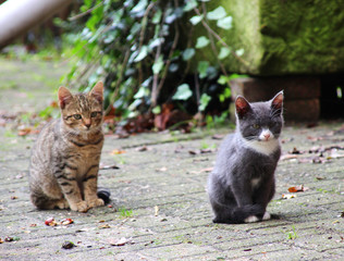 Zwei Katzenbabys mit sch&ouml;nen Fellzeichnungen