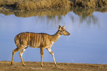 Nyala in Kruger National park, South Africa ; Specie Tragelaphus angasii family of Bovidae