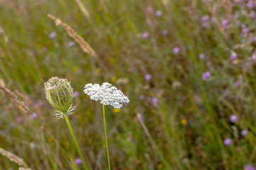 Kreuzkümmel Pflanze auf Wiese im Sommer mit weißer blüte und wielder lila lavendel