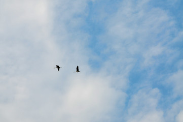 Gänse Graugeier Pelikan paar Pärchen fliegt im himmel © fotoak80