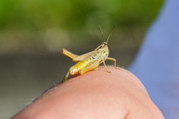 a grasshopper is sitting on his hand
