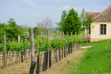 Weinreben