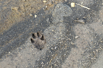Pfotenabdruck Abdruck Spur Fährte Wolf Hund Raubtier