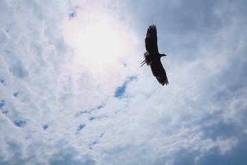 Adler von unten
