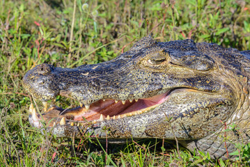 Fototapeta premium Caiman in Pantanal, Mato Grosso do Sul, Brazil