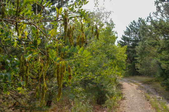Moringa Baum mit Frucht Schote