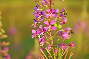 Two bees collects nectar from kiprei