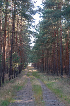 wald mit sonnenschein sonnenstrahlen im jahrhundertsommer sommer viel sonne warm hitz eund waldbrandgefahr waldbrandstufe