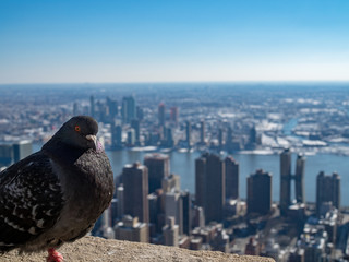 A pigeon at New York City 鳩とニューヨークの景色