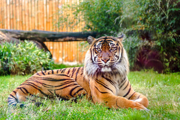 Bengal tiger in zoo. Animals in captivity.