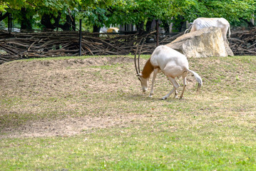 Horned antelope. African scimitar oryx on grass in zoo, animals in captivity.