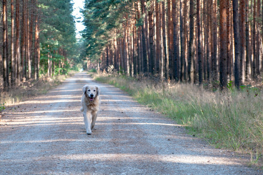 Hund Golden Retriever rennt l&auml;uft durch wald waldweg gassi spaziergang