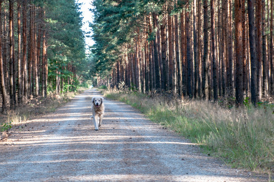 Hund Golden Retriever rennt l&auml;uft durch wald waldweg gassi spaziergang