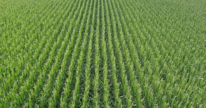 Aerial view of a corn field