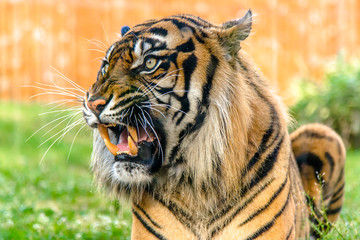 Angry tiger roaring and showing fangs in open mouth