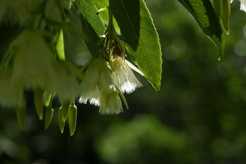 Spot of white among green