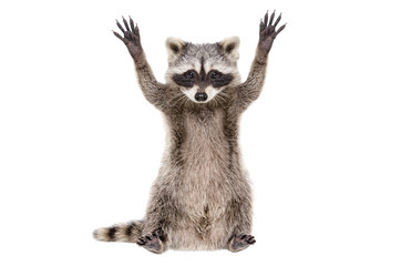 Portrait of a funny raccoon sitting with paws raised, isolated on white background