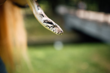 snake at wildlife park