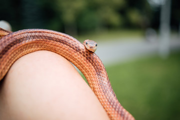 snake at wildlife park