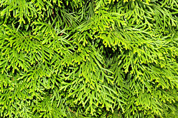 Naklejka na ściany i meble Tree branch of Thuja close-up