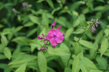 Obraz premium Flower