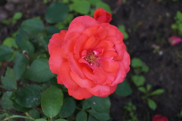 Fototapeta premium Flower Rose