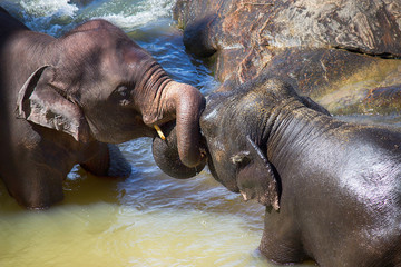 elephants swim in the river
