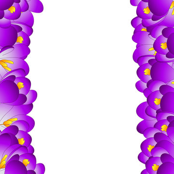 Purple Crocus Flower Border