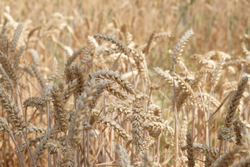 Weizen vor der Ernte