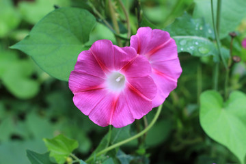 summer riot of flowers