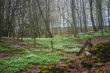 Swedish Forrest in the Spring