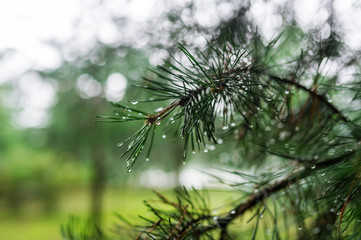 Fir branches closeup with water drops