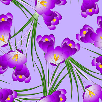Purple Crocus Flower on Light Violet Background