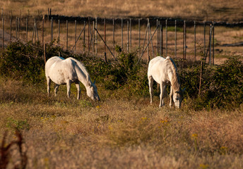 Obraz na płótnie Canvas Two white horses at the sunset grazing in the spanish dehesa