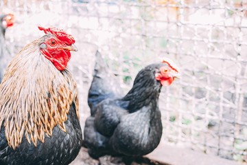 black hens with rooster