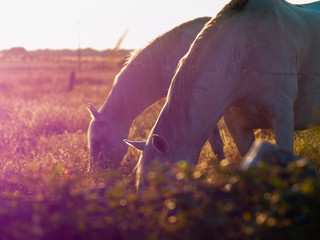White horses at the sunset grazing in the spanish dehesa