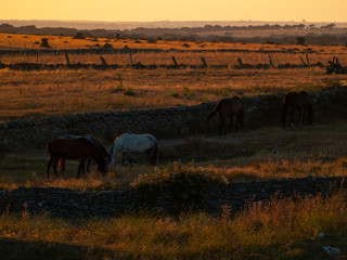 Horse at the sunset grazing in the spanish dehesa