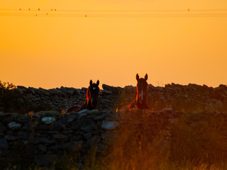 Horses at the sunset grazing in the spanish dehesa looking at the camera