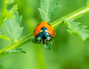 ladybug, river Svisloch, Minsk