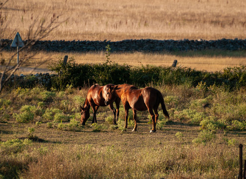 Brown horses at the sunset grazing in the spanish dehesa