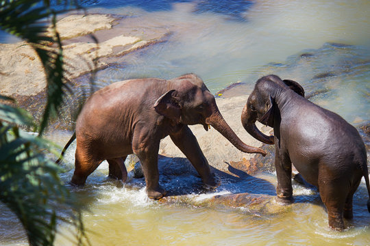 elephants are played in the water