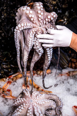 Chef hand holding Octopus close-up