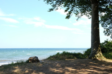 Obraz na płótnie Canvas Bäume an der Steilküste