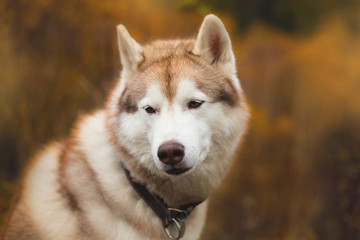 Close-up Portrait of serious Beige Siberian Husky in fall season on a forest background.