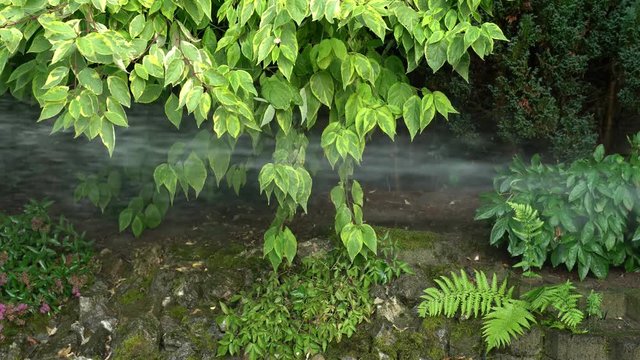 Wasser aus einem Gartenschlauch gie&szlig;t die Pflanzen im Garten. Nahaufnahme mit original Ton.