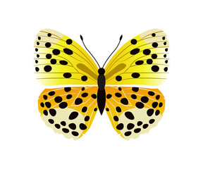 Naklejka premium Lycaena Butterfly Yellow, Vector Illustration