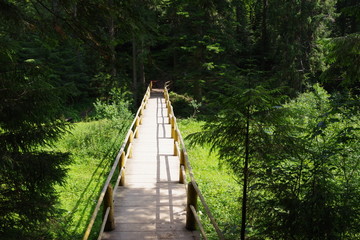 Fototapeta premium wooden bridge in the forest